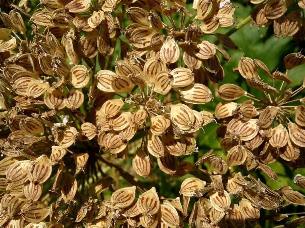 همه آنچه درباره خواص گلپر باید بدانید