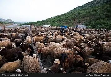 کوچ عشایر