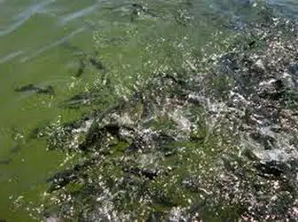 
بررسی علت تلفات ماهیان دریاچه شورابیل
