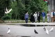جانباز از دیدگاه معصومین ( علیهم السلام )