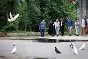 جانباز از دیدگاه معصومین ( علیهم السلام )