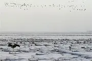  احیای 