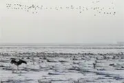  احیای 