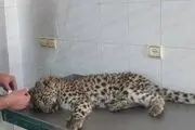 زنده‌گیری یک توله پلنگ ۱۰ ماهه در بجنورد +عکس