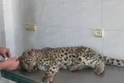 زنده‌گیری یک توله پلنگ ۱۰ ماهه در بجنورد +عکس