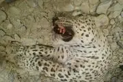 قطار باری جان یک پلنگ را گرفت