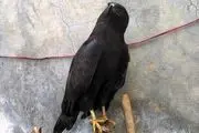 
جوان نی‌ریزی یک عقاب را به طبیعت بازگرداند