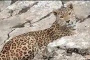پلنگ ماده هرمزگان برای درمان راهی تهران شد