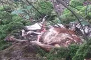 حمله پلنگ به یک راس گاو+ تصاویر
