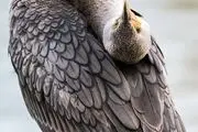  پرندگانی که لبخند را به لب شما می‌آورند/ گزارش تصویری