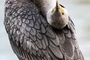  پرندگانی که لبخند را به لب شما می‌آورند/ گزارش تصویری