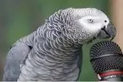 پرندگان چگونه و چرا با خود و انسان‌‌ها سخن می‌گویند؟