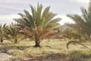 «زوال ناگهانی» و «سوختگی سیاه» نخلستان‌ها