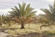 «زوال ناگهانی» و «سوختگی سیاه» نخلستان‌ها