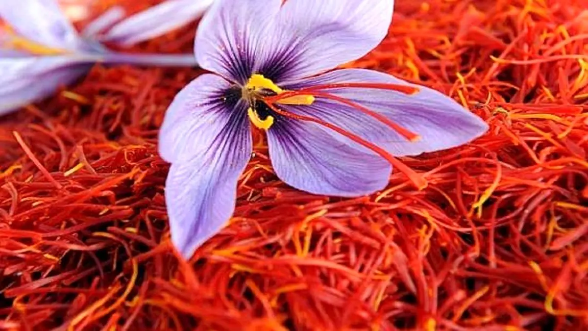 رشد ۲۰ درصدی تولید طلای سرخ