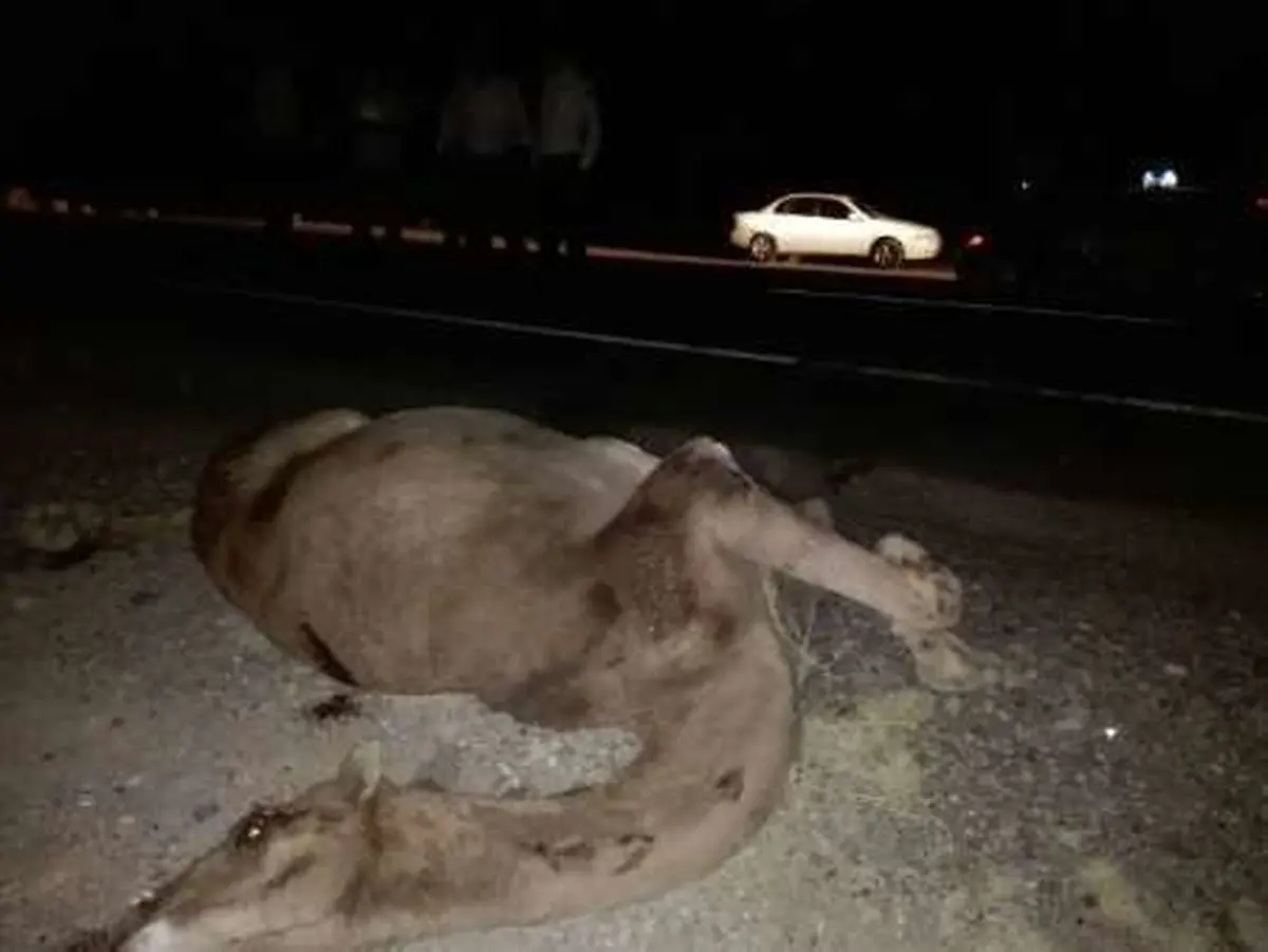 شتر، جان سه نفر را در ریگان گرفت