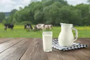 زیان ۶ هزار تومانی دامداران در فروش دام سنگین /قیمت مصوب هر کیلو جو یک هزار و ۳۵۰ تومان