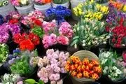 پرفروش ترین گل های آپارتمانی + عکس و قیمت