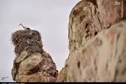  قلعه لک لک‌ها در زنجان/ عکس