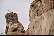  قلعه لک لک‌ها در زنجان/ عکس