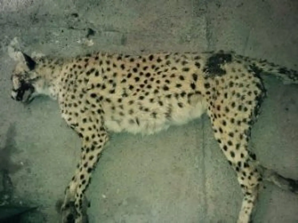 تصادف؛ بلای جان یوزپلنگ های ایرانی