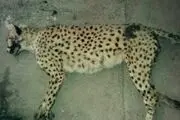 یوز تلف شده مادر حداقل ۴ توله بود+عکس
