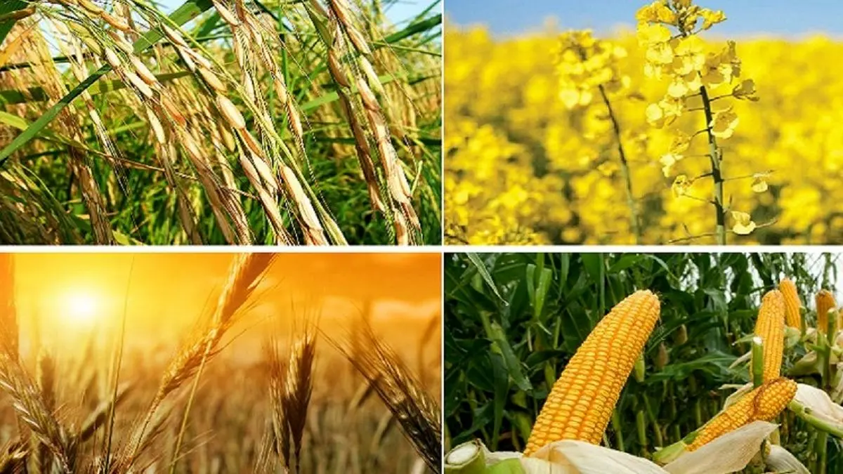 نرخ خرید تضمینی محصولات کشاورزی چه زمانی اعلام می‌شود؟
