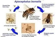 حمله زنبور سایبری به انگل‌های مرگبار!