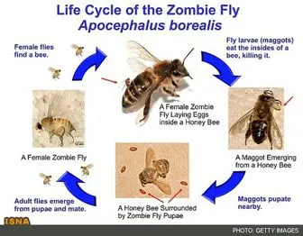 حمله زنبور سایبری به انگل‌های مرگبار!