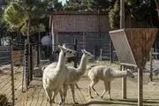 باغ‌‌وحش ارم تهران پس از بازگشایی/ گزارش تصویری
