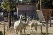 باغ‌‌وحش ارم تهران پس از بازگشایی/ گزارش تصویری