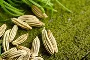 رازیانه؛ گیاهی شگفت انگیز برای بانوان