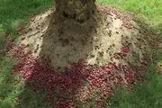 گرمای شدید هوا و ریزگردها۶۰میلیارد ریال خسارت به محصول خرمای ریگان وارد کرد