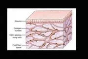 عضوی جدید در بدن انسان کشف شد!
