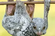 دنیای حیوانات / گزارش تصویری