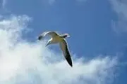 خداوند چگونه روزی پرنده کور را داد؟