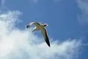 خداوند چگونه روزی پرنده کور را داد؟