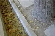 تصویری زیبا از یکی از خیابان‌های خوانسار