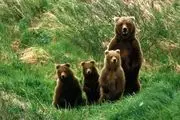 خرس مادر و فرزندانش در ایستگاه هواشناسی/ عکس