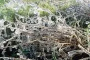 یخ زدگی مزارع بویین میاندشت!