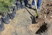 نهال‌کاری گروه‌های جهادی سراسر کشور در روز درختکاری

