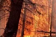 آتش سوزی های عمدی، بلای جان جنگل ها
