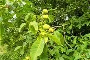 پرورش درخت گردو بذری پرسودتر است یا درخت گردو پیوندی؟
