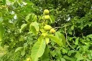 پرورش درخت گردو بذری پرسودتر است یا درخت گردو پیوندی؟
