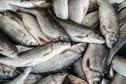 اختلاف ۸۰ درصدی قیمت ماهی از مزرعه تا بازار
