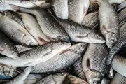 اختلاف ۸۰ درصدی قیمت ماهی از مزرعه تا بازار
