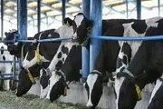 عدم تحقق وعده شهرداری برای آسفالت جاده منتهی به گاوداری