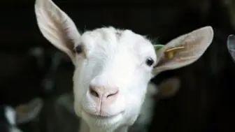 امضاء قرارداد فروش ۷۶۰راس بز و گوسفند در وین