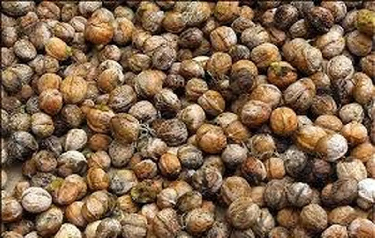 کشف
بیش از هزارکیلو گرم گردوی قاچاق در ایجرود