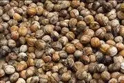 کشف
بیش از هزارکیلو گرم گردوی قاچاق در ایجرود
